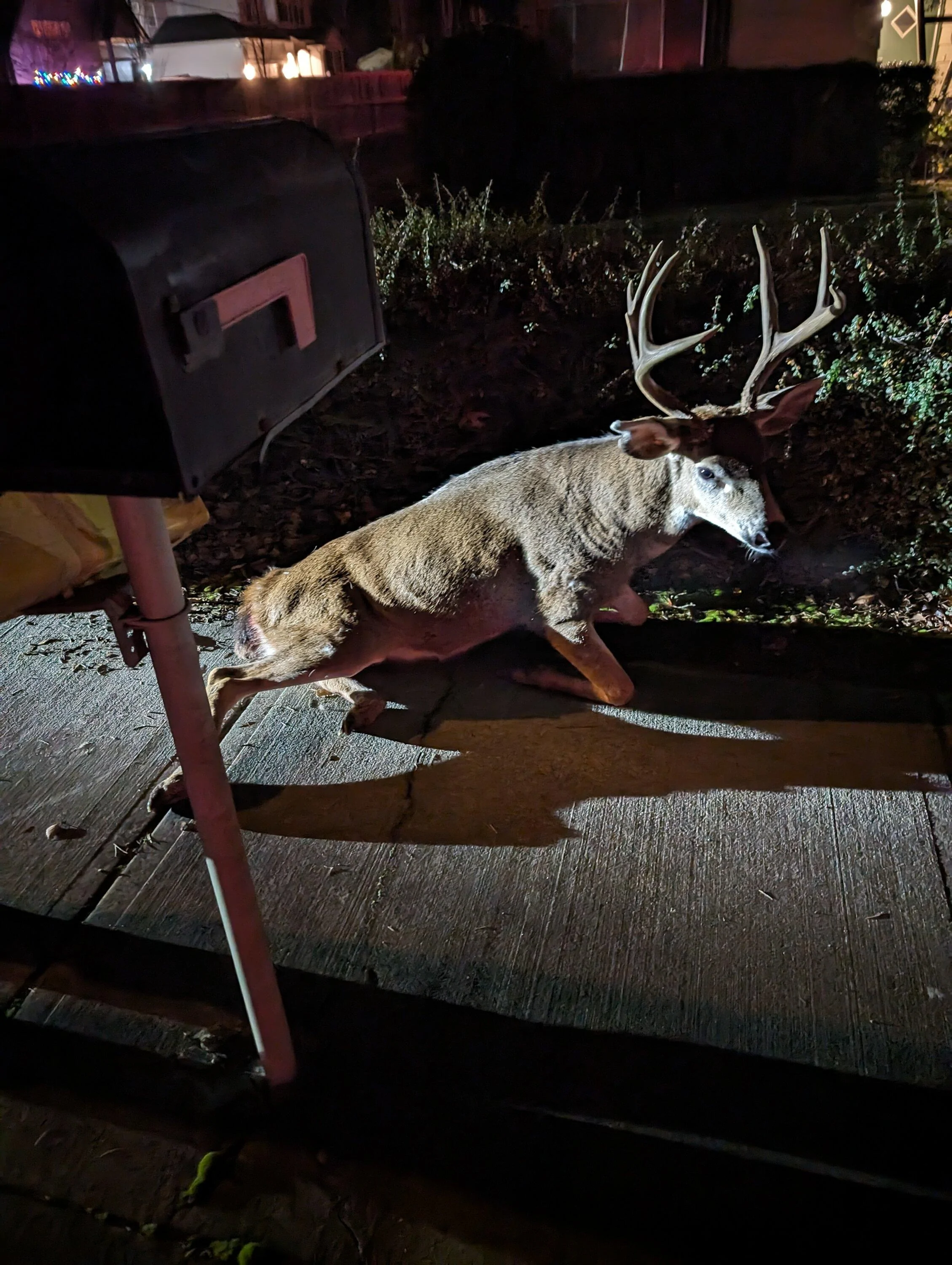 Ford Maverick 454 miles on the odometer & then...oh deer PXL_20231216_052426808
