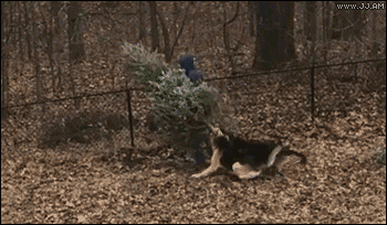Ford Maverick Merry Christmas tumblr_p2lmmxYwfU1tlb56zo1_400
