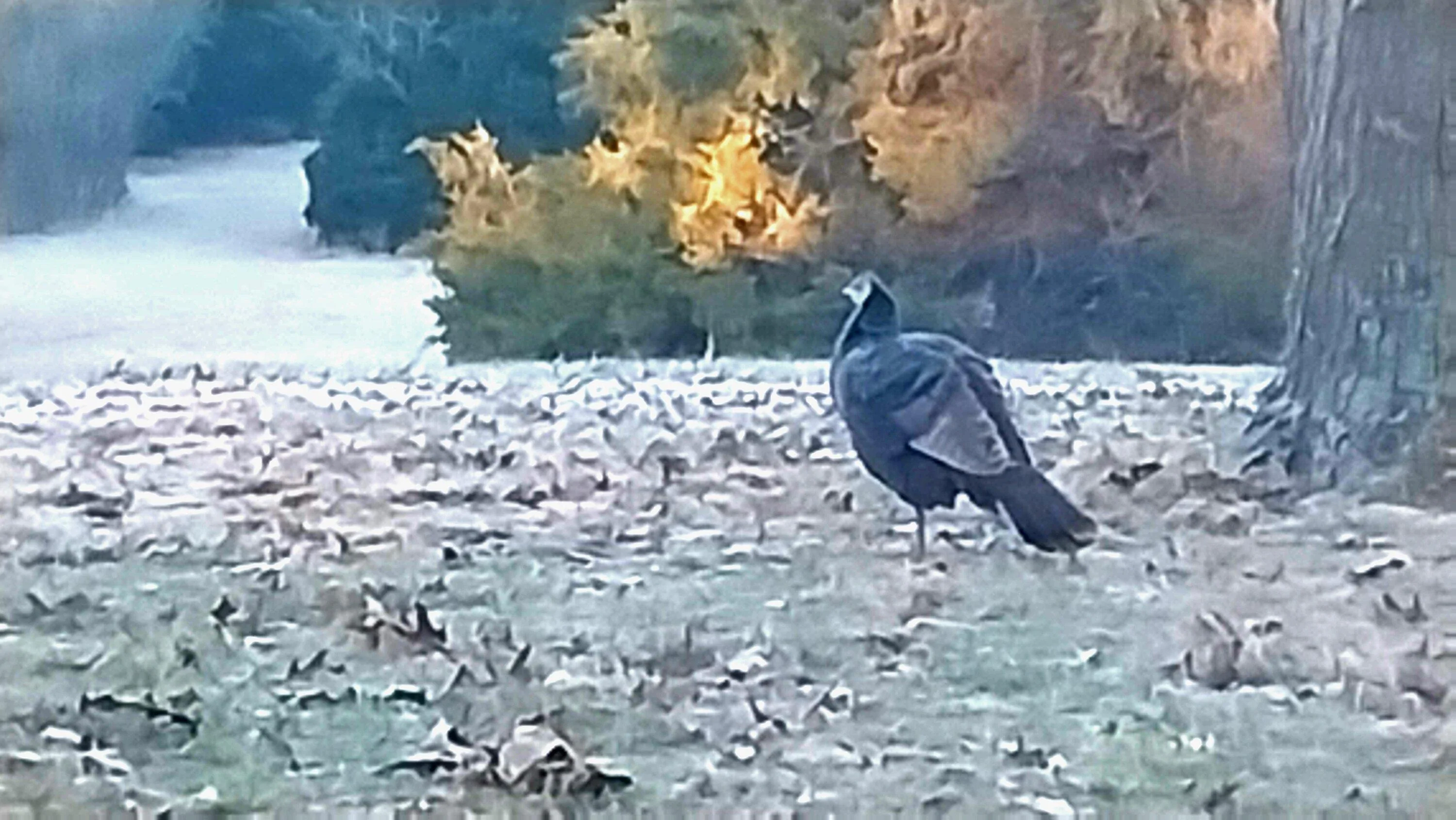 Ford Maverick Wild Turkey Hen in my Yard 20231230_075700
