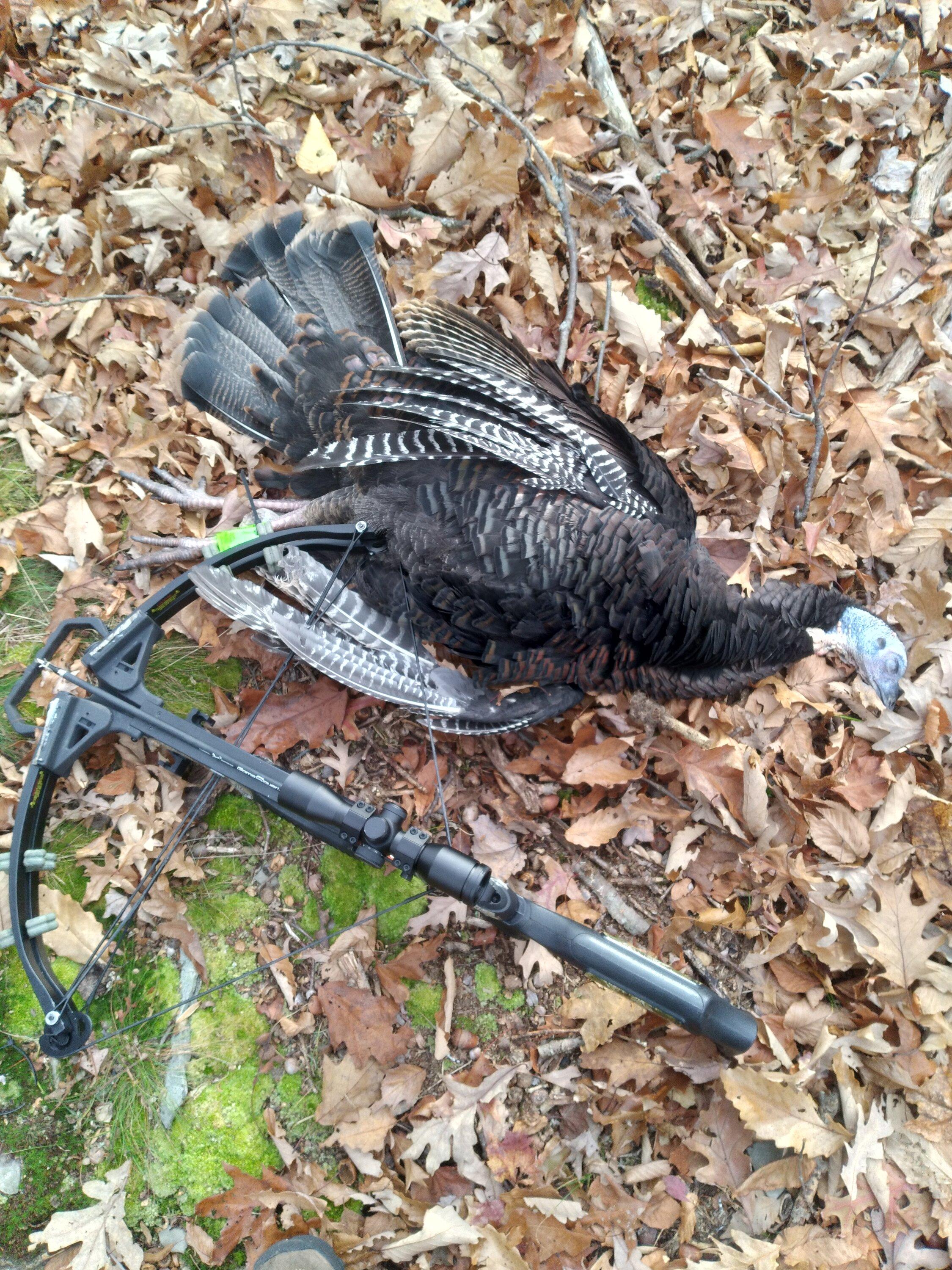 Ford Maverick Wild Turkey Hen in my Yard 20231104_100402