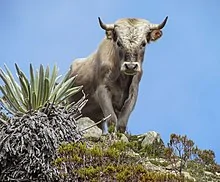 Ford Maverick Maverick in Spanish 0px-Charolais_cattle%2C_Sierra_Nevada%2C_Venezuela