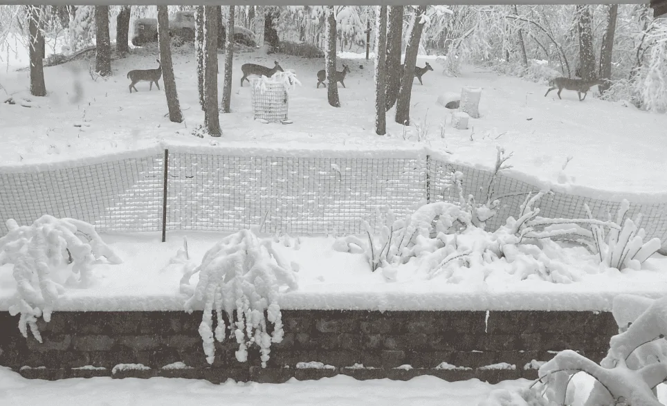 Ford Maverick Mavericks In/Under Snow - Post Your Pics! 1707937804282