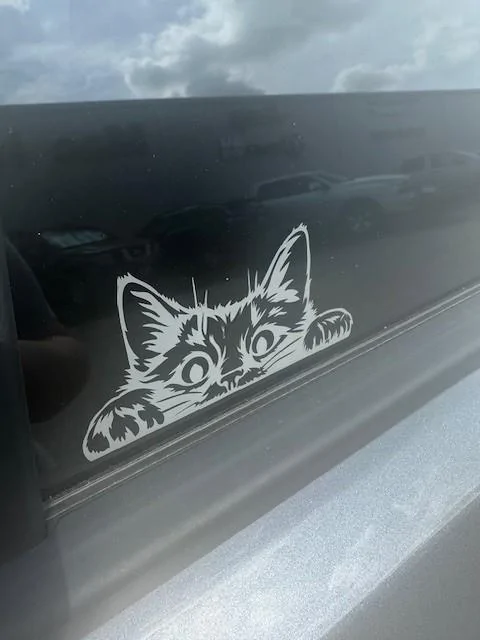 cat-window.webp