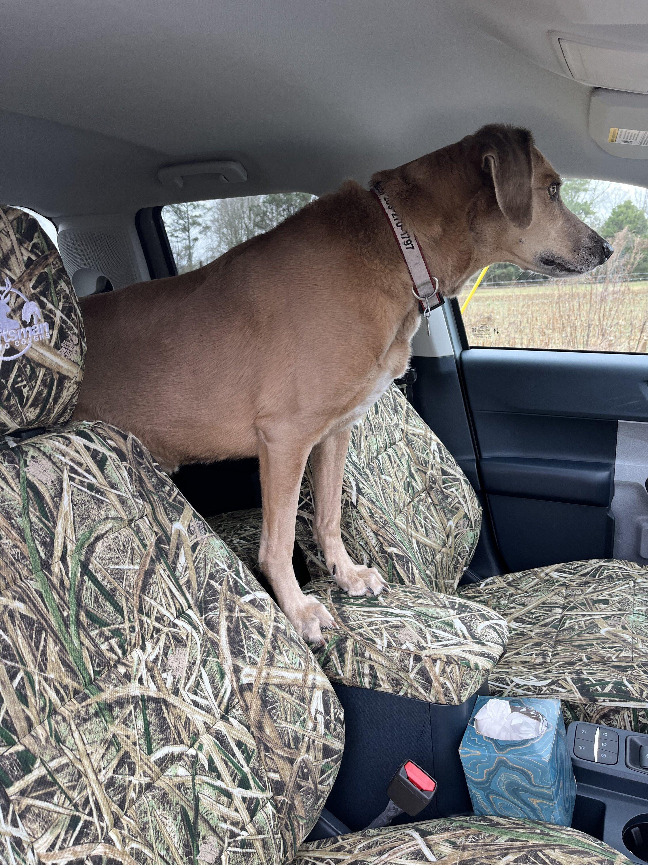 Ford Maverick Picture of my camo seat covers IMG_3814