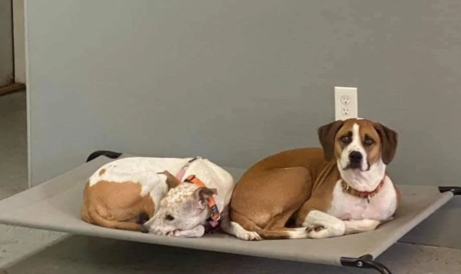 Ford Maverick Pets! cropped - Buttercup & Hope at JBBs 211028