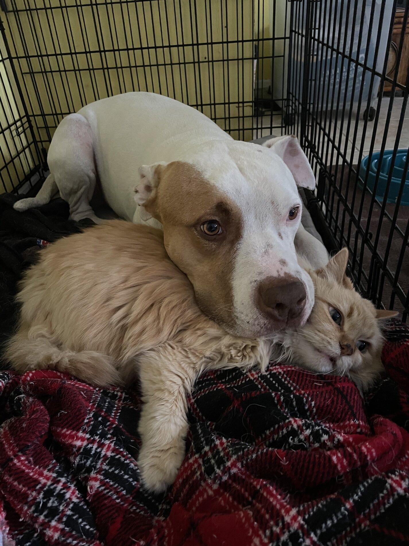 Ford Maverick Pets! 75DC3827-8300-4457-BFA5-BF823C631A4D