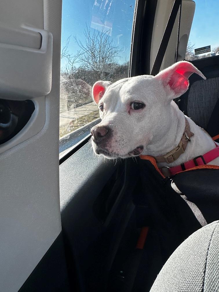 Ford Maverick Show me your best pet setup for the back seat Qi'ra in Car