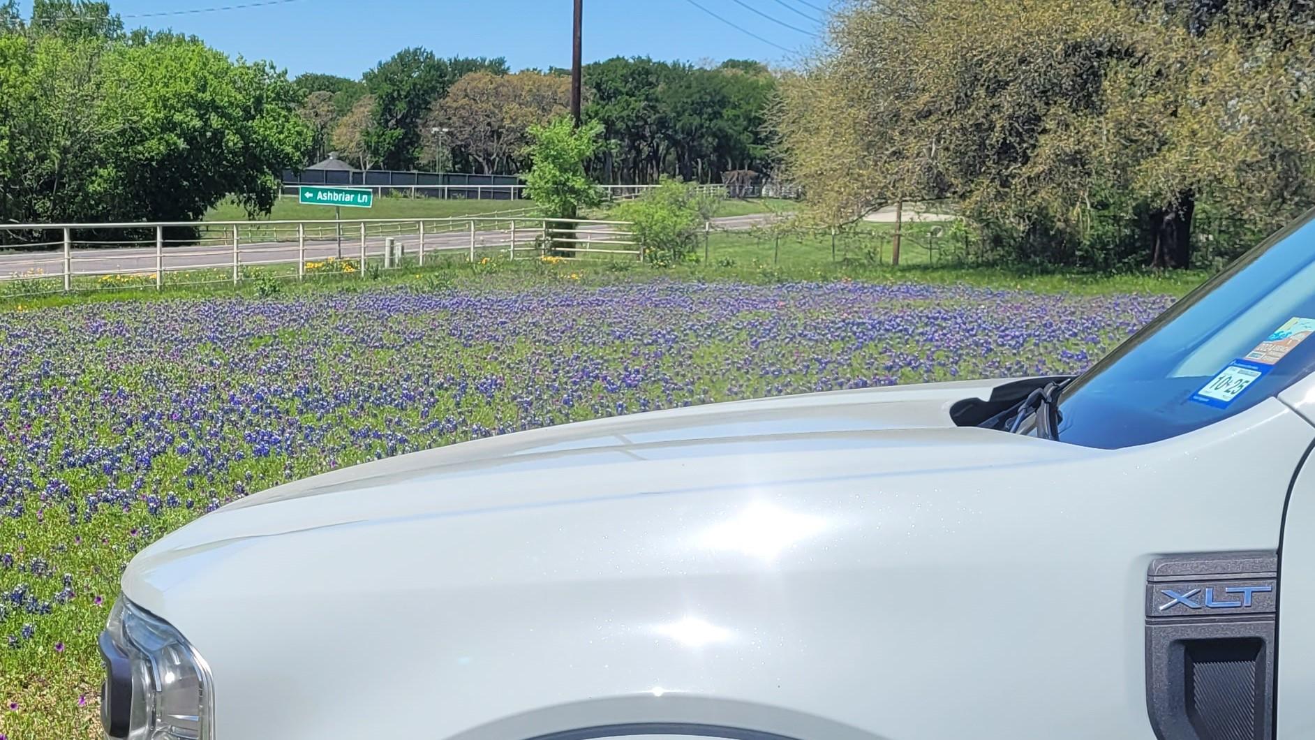 Ford Maverick Obligatory Maverick/Texas Bluebonnets pics bluebonnets 2
