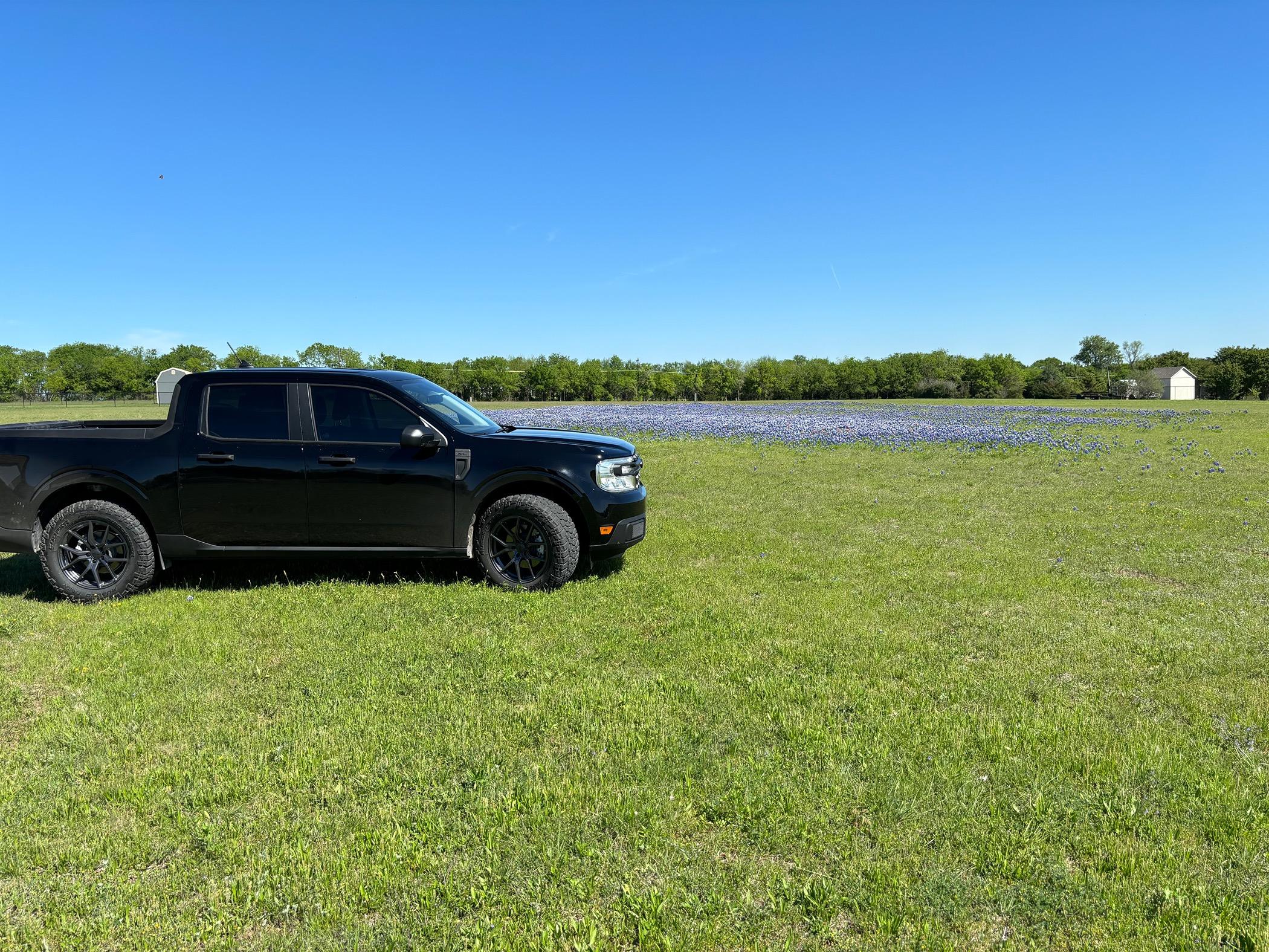 Ford Maverick Obligatory Maverick/Texas Bluebonnets pics IMG_5535