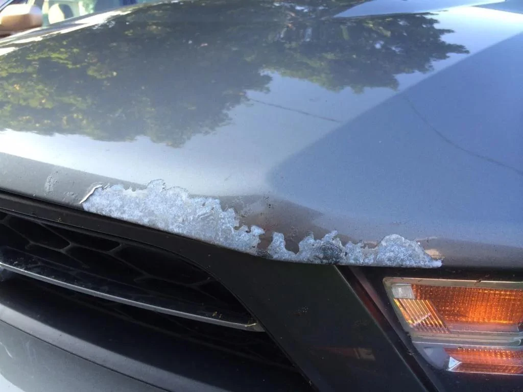Ford Maverick Is your Maverick Rusting? hood peel