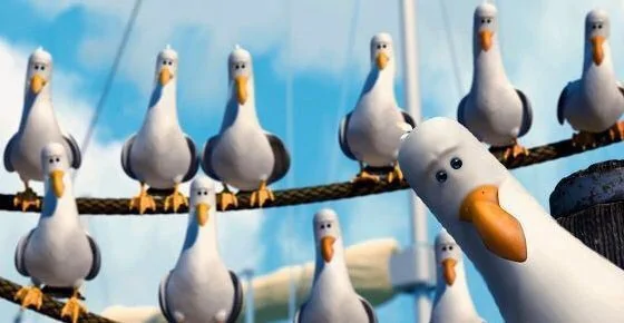 Ford Maverick Birbs Mine-seagulls-meme-7
