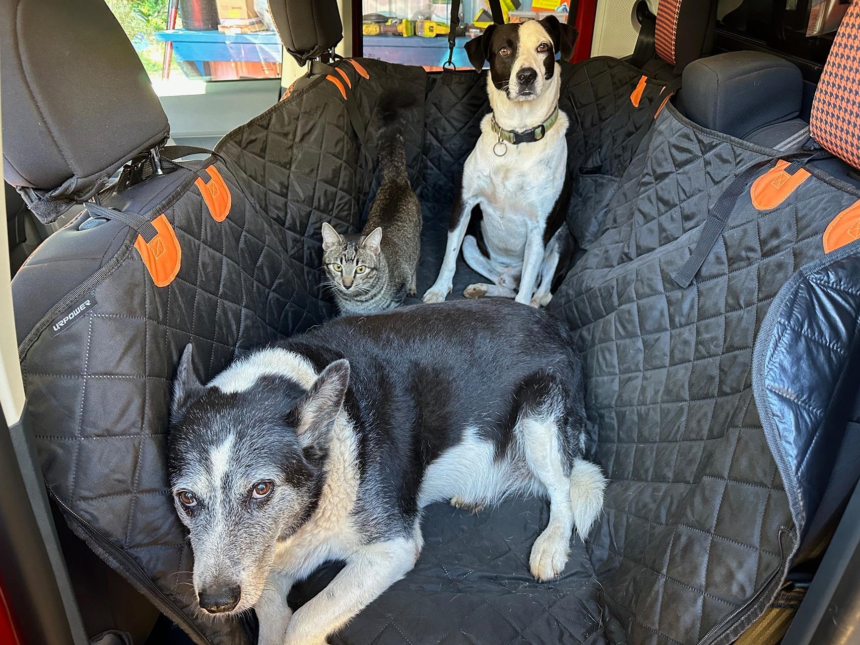 Ford Maverick Dog approved? 🐕 How does your pup like your Maverick? IMG_5280