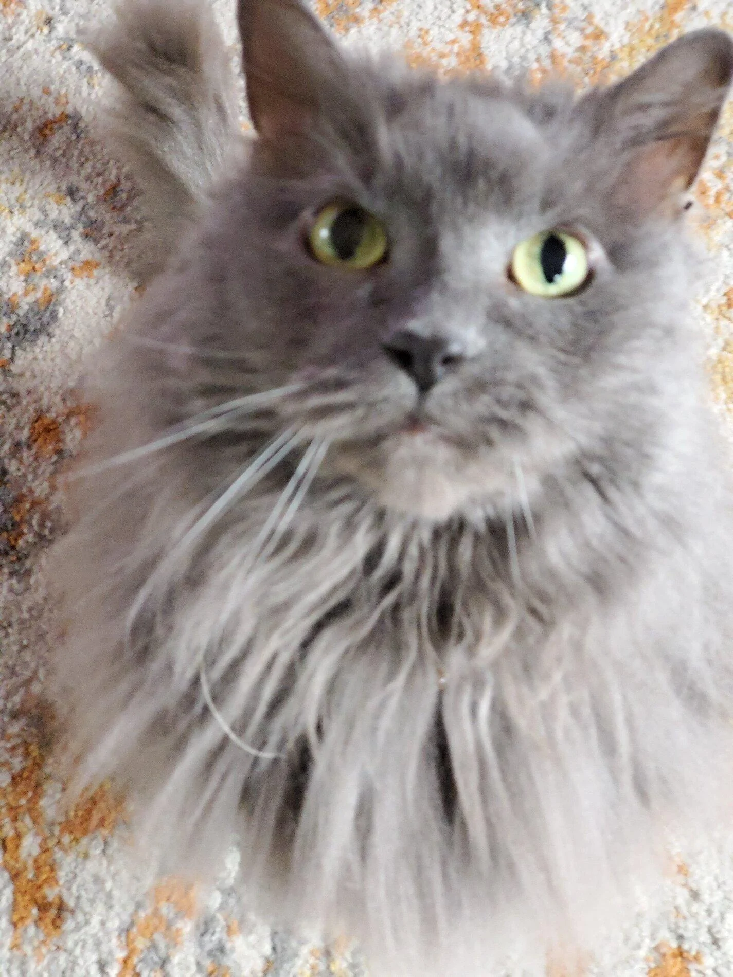 Ford Maverick Pets! 20191231_132640