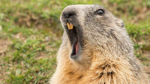 Ford Maverick Song game thread groundhog-yawnin