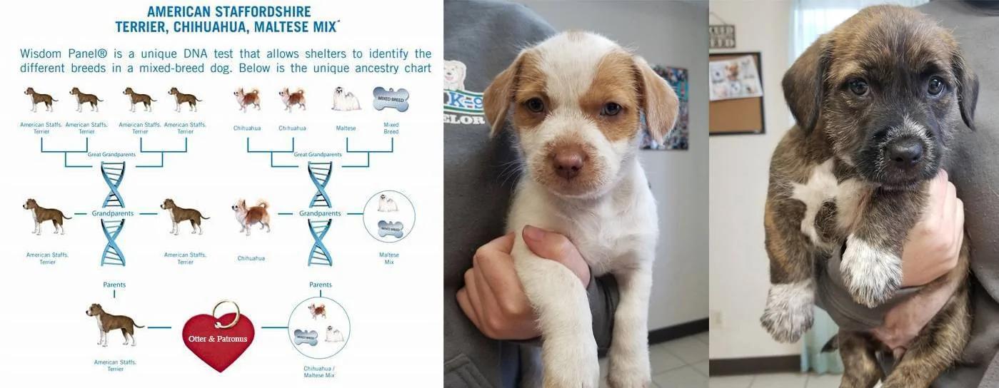 Ford Maverick Dog Hair Help DNA