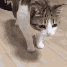 Ford Maverick Song game thread cat-fall
