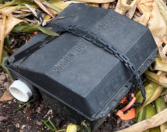 Ford Maverick Rodent damage Rat Bait Station