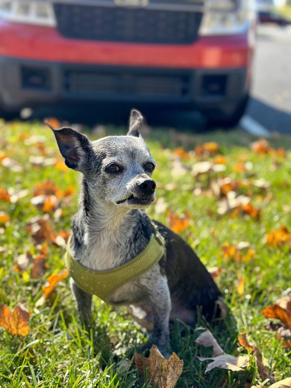 Ford Maverick Mabett | Giveaway: Maverick and Pets, Let’s Hit the Road! 🐾 IMG_4006