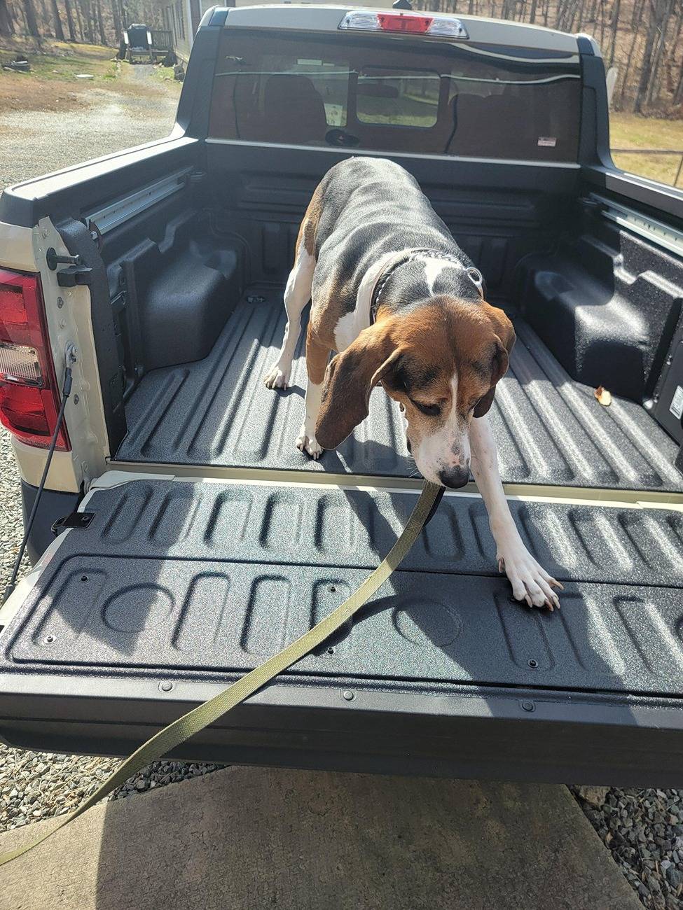 Ford Maverick Mabett | Giveaway: Maverick and Pets, Let’s Hit the Road! 🐾 1000029453