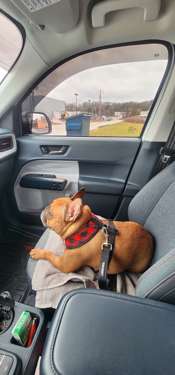 Ford Maverick Mabett | Giveaway: Maverick and Pets, Let’s Hit the Road! 🐾 20241231_115659