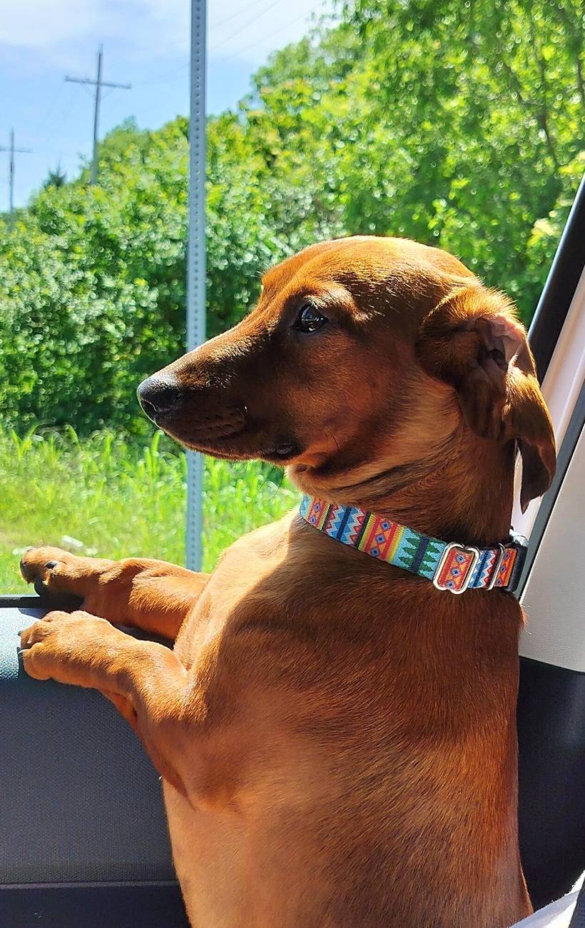 Ford Maverick Mabett | Giveaway: Maverick and Pets, Let’s Hit the Road! 🐾 IMG20240525144405~3
