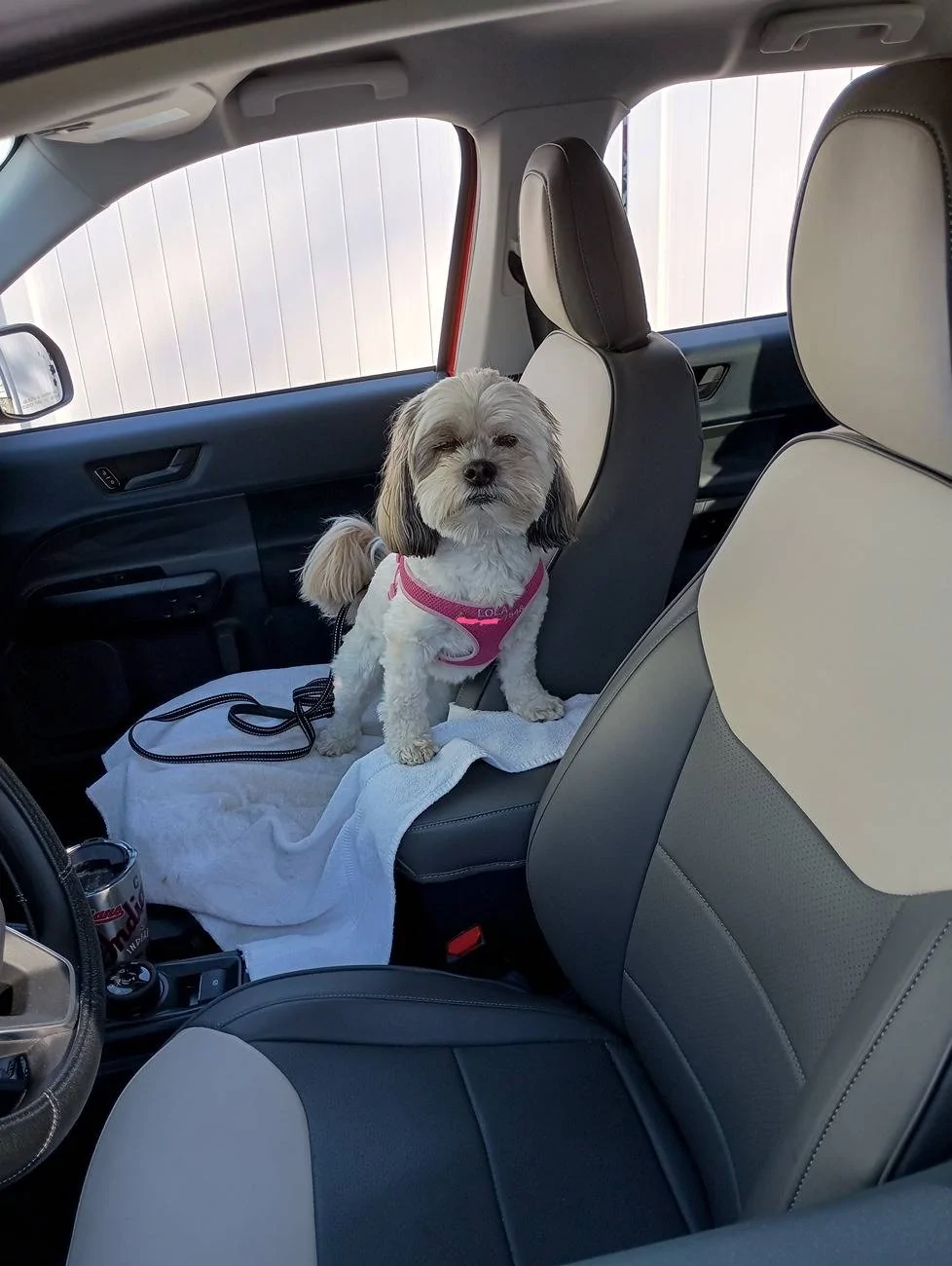 Ford Maverick Mabett | Giveaway: Maverick and Pets, Let’s Hit the Road! 🐾 Co-pilot-Lola-10-21-24