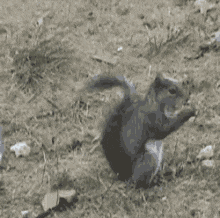 Ford Maverick Song game thread squirrel-eating (1)