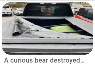 Ford Maverick Bear damaged my Maverick 20250515_070434