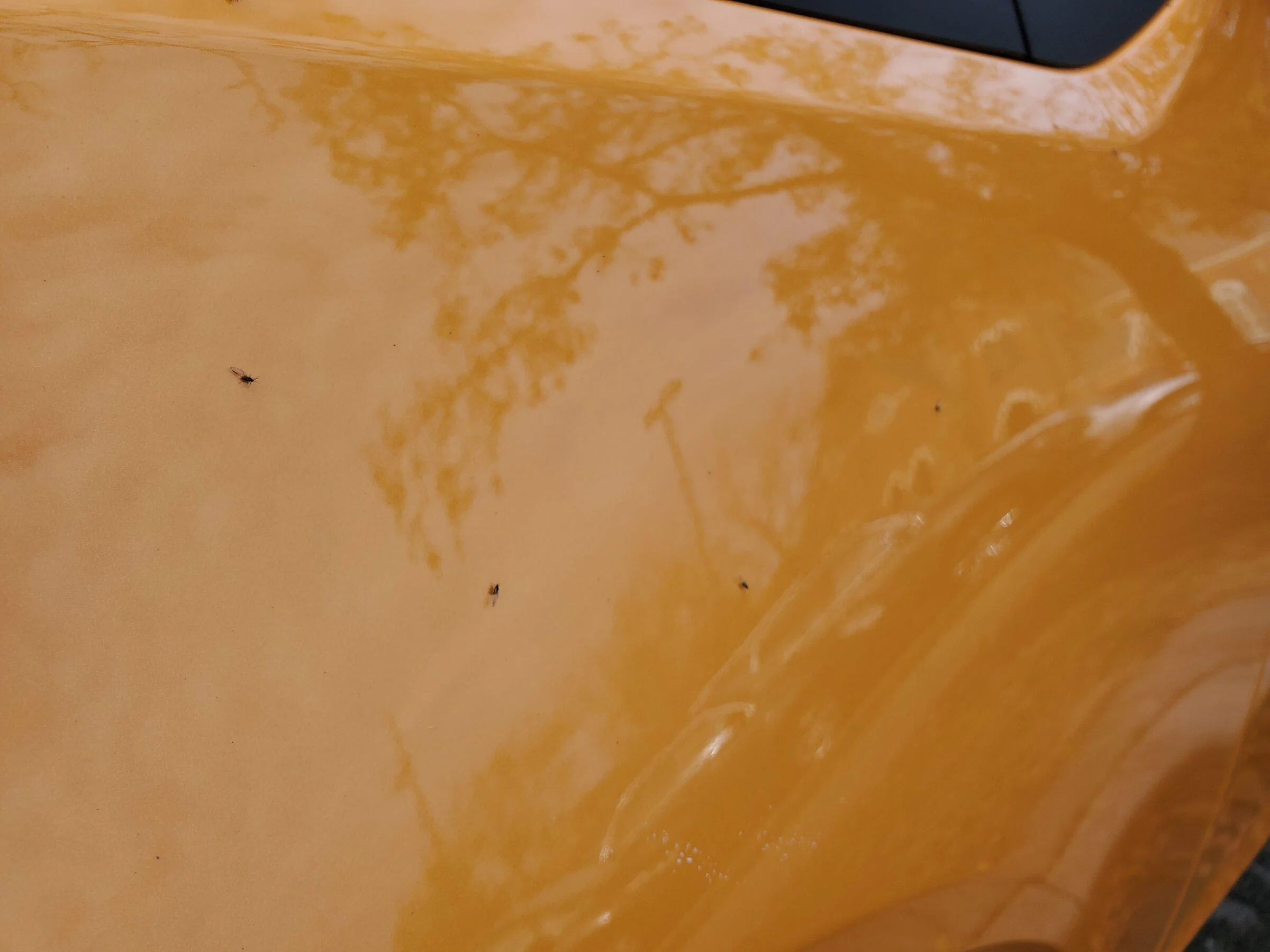 Ford Maverick CYBER ORANGE Maverick Photos Thread 20211202_125000