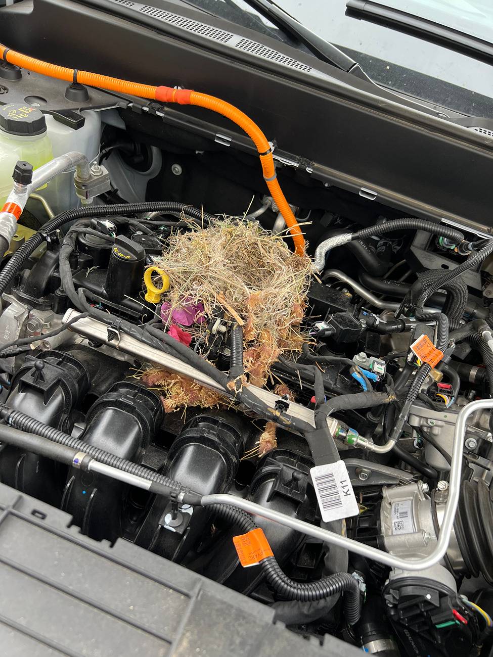 Ford Maverick Pests nesting in the engine compartment IMG_2651