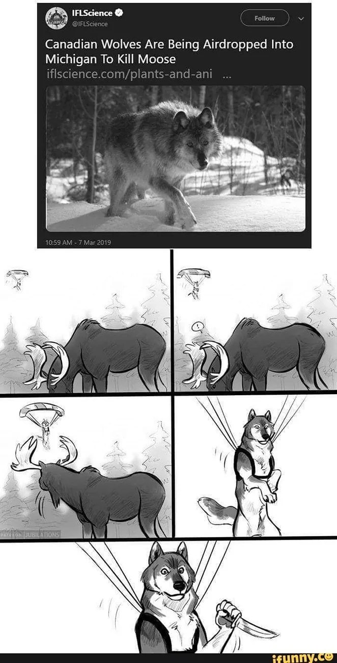 Ford Maverick Very expensive to insure the Maverick Canadian Wolves Are Being Airdropped Into Michigan To Kill Moose - iFunny