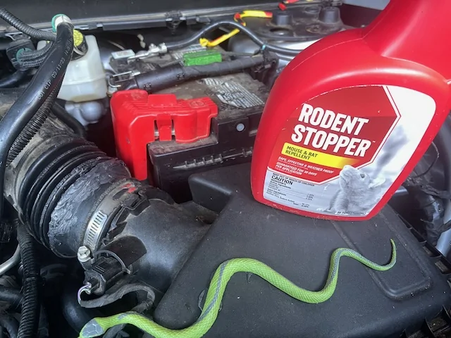 Ford Maverick Mouse damage accordian air intake and coolant hose. Mice !