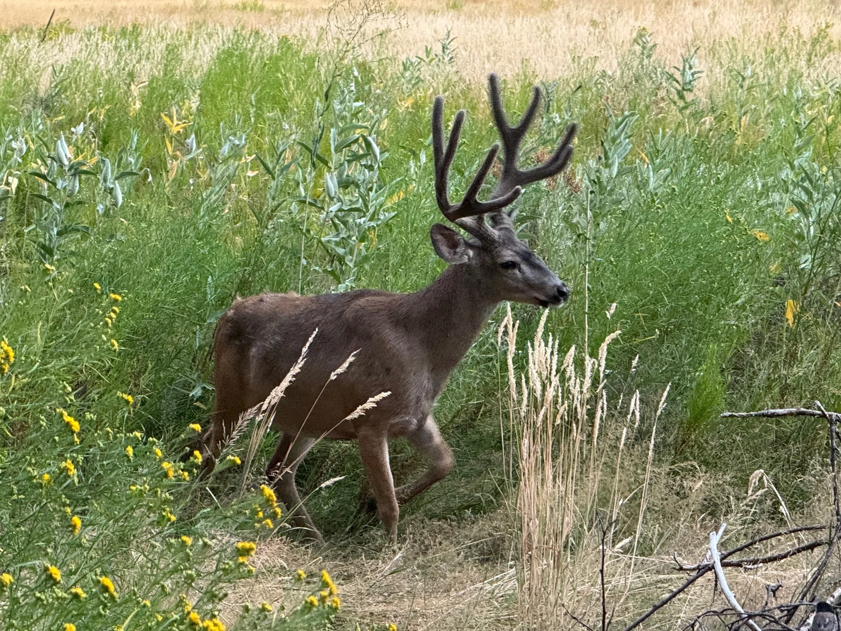 IMG_3771.jpeg