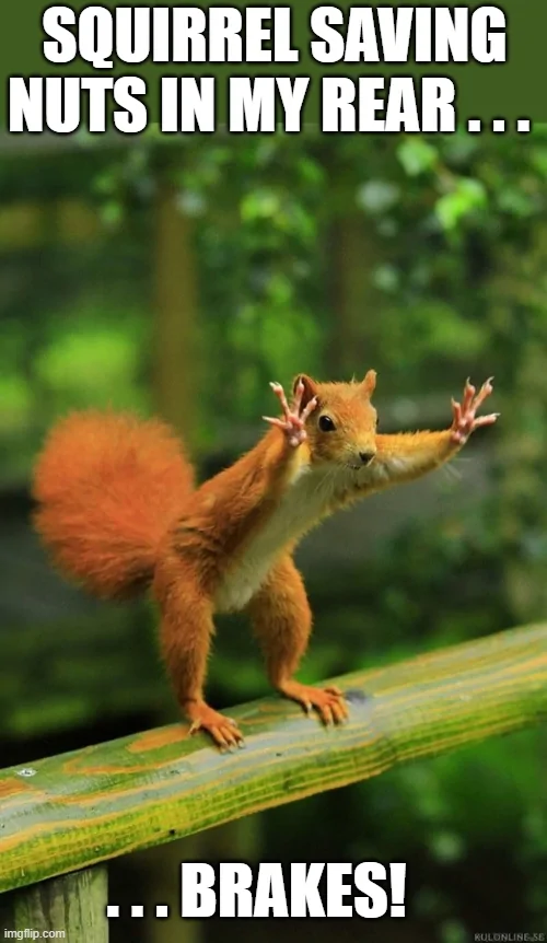 Ford Maverick Maverick Memes -  fun diversion while we wait [ ** NO POLITICS ** ] squirrel