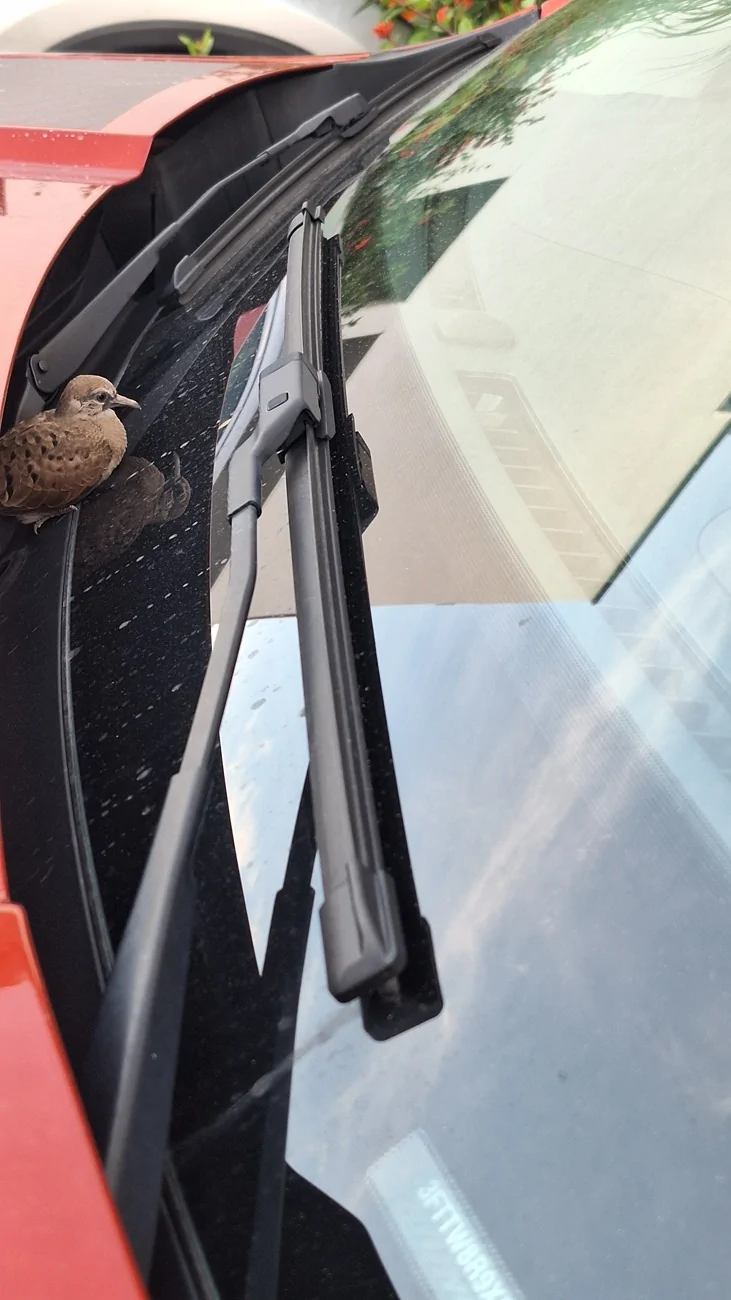 Ford Maverick Squirrel saving nuts in my rear brakes! 20250918_182135