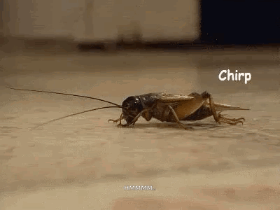 Ford Maverick Song game thread crickets-crickets-chirpin