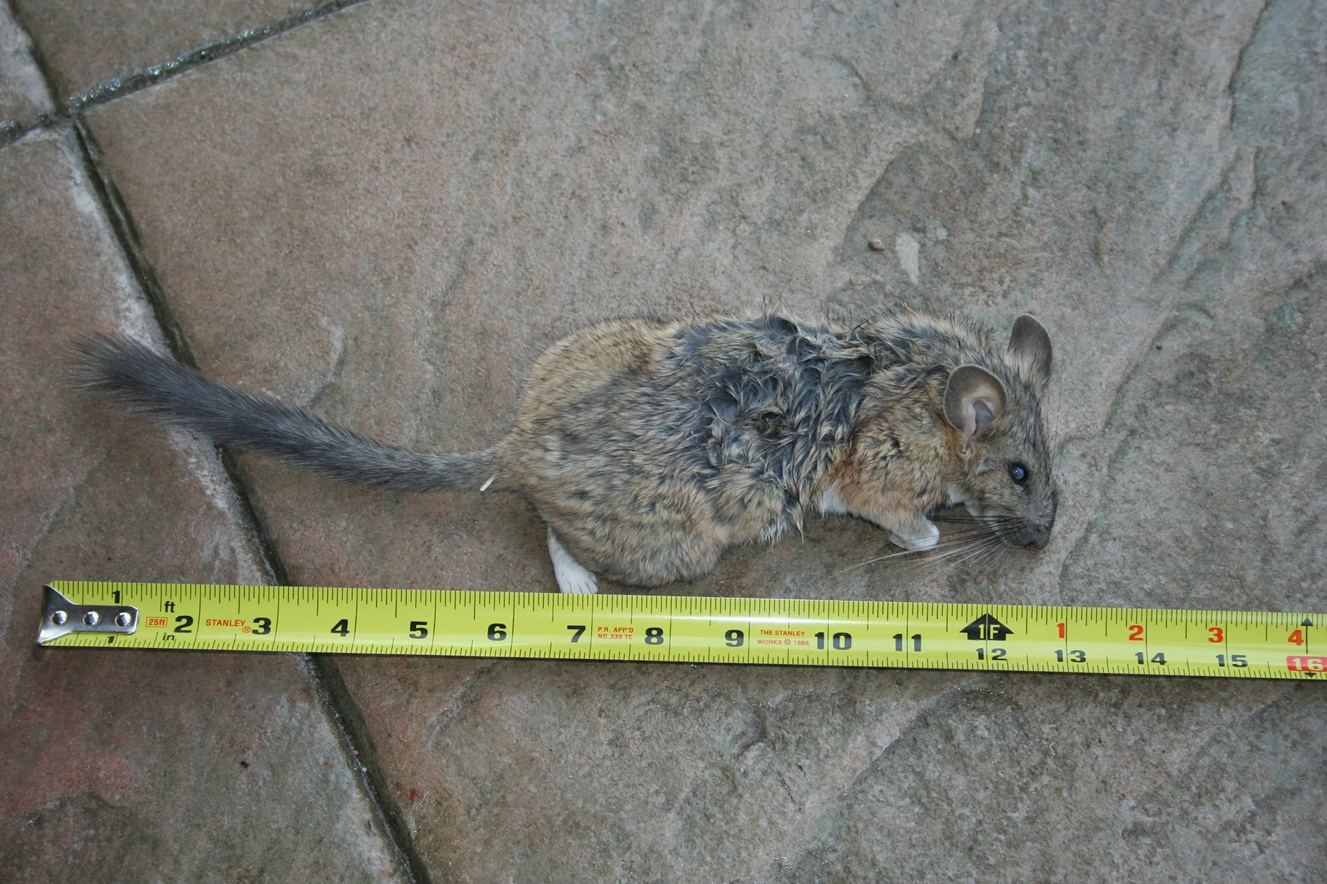 Ford Maverick Finally caught this little guy Packrat 1