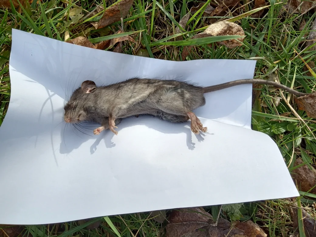 Ford Maverick Finally caught this little guy ratOrMous