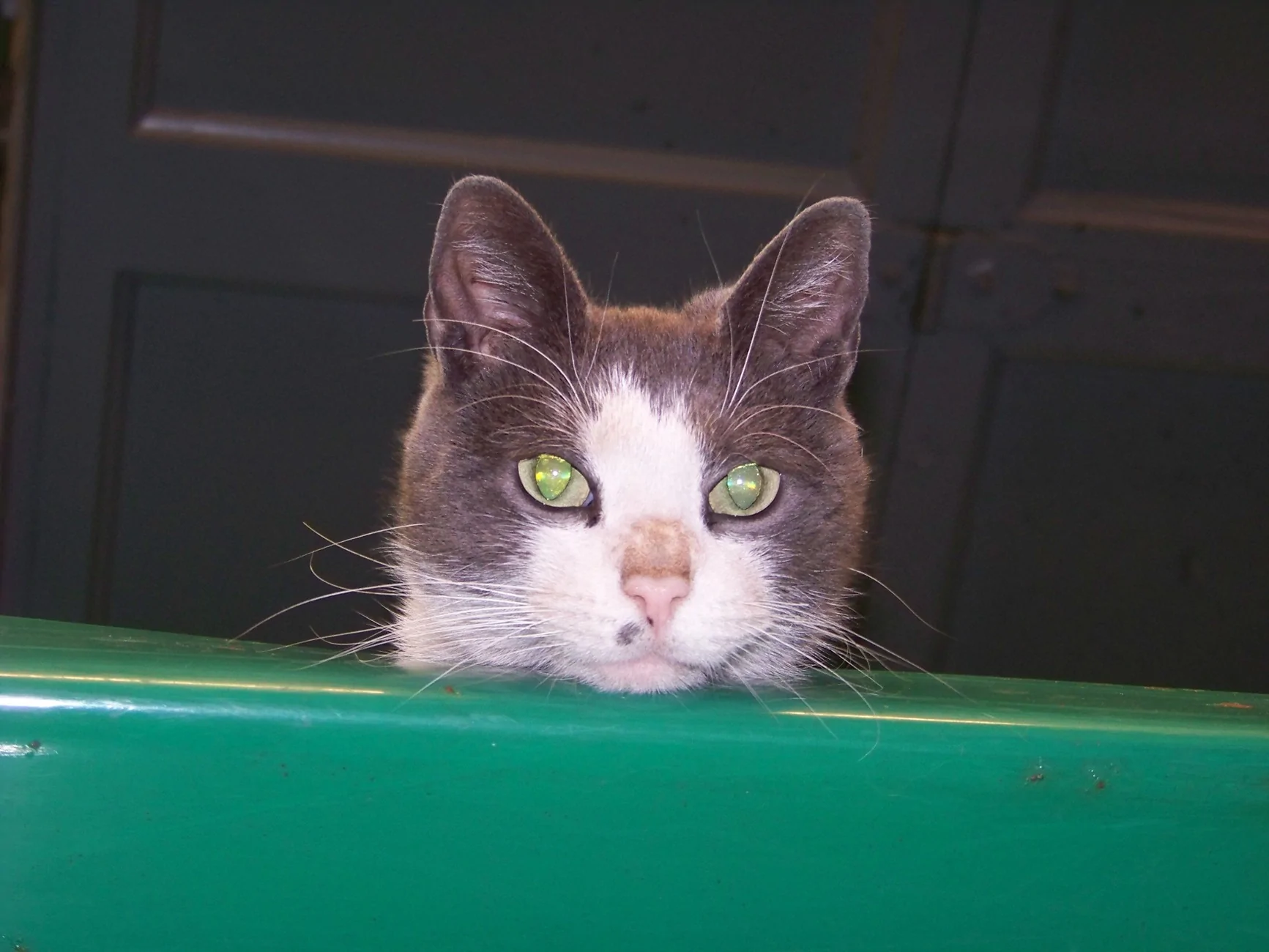 Ford Maverick Rodent damage Security cat