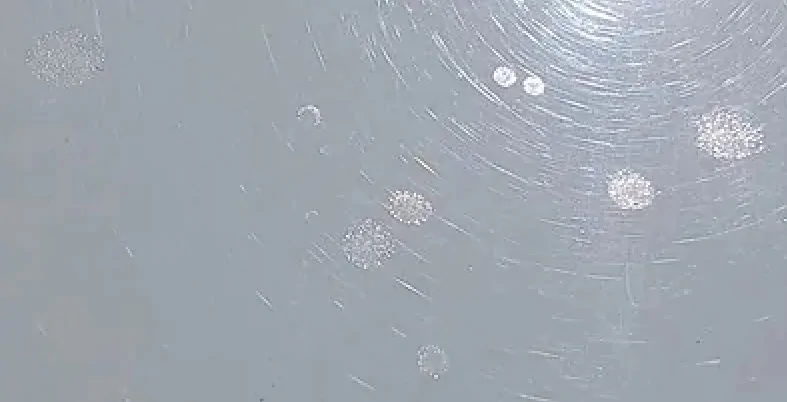 Ford Maverick WHITE chicken pox marks on Paint, How to Remove? White Dots 200