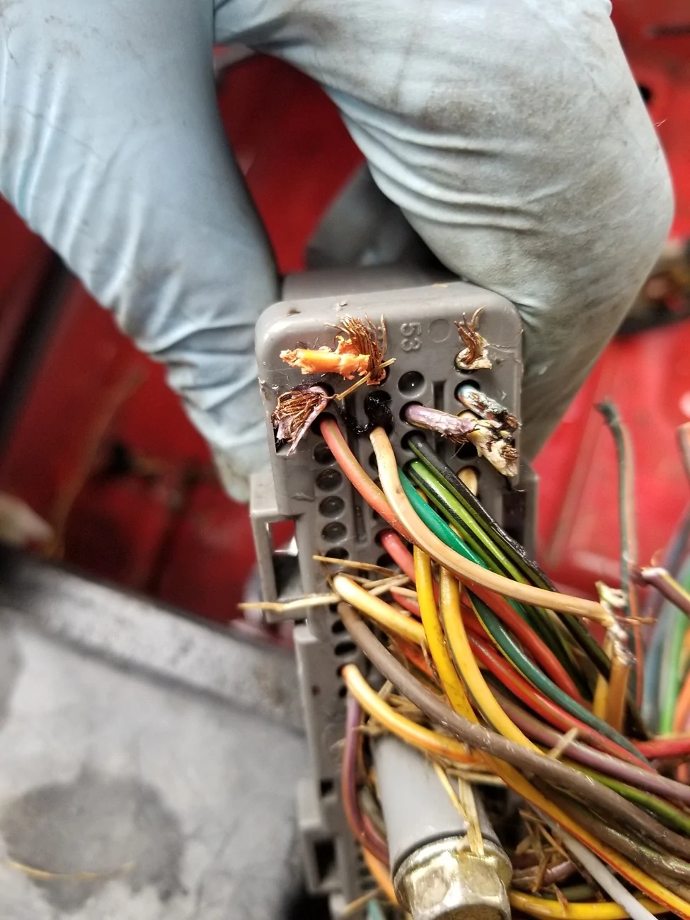 Ford Maverick Rodent vs soy based wiring 20210720_154954_resized