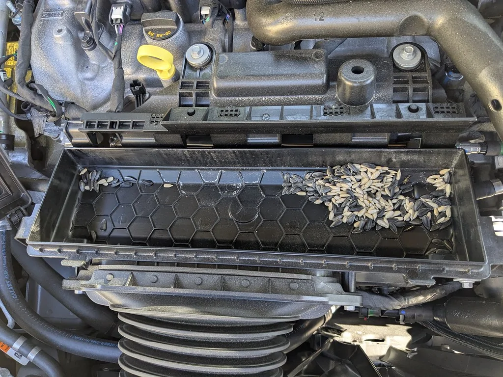 Ford Maverick Mice in my Air Box seeds