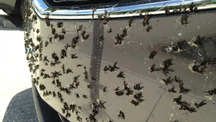 Ford Maverick Windshield a bug magnet? IMG_2520