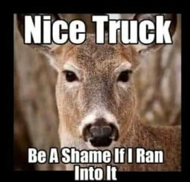 Ford Maverick Maverick Memes -  fun diversion while we wait [ ** NO POLITICS ** ] 65B4494C-B499-419E-80B9-6EDF53399C66