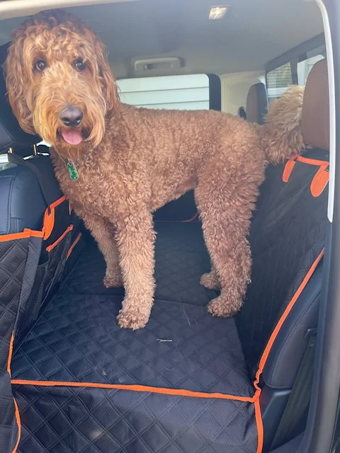 Ford Maverick Cobbled together a bed for my Shih Tzu Maverick053