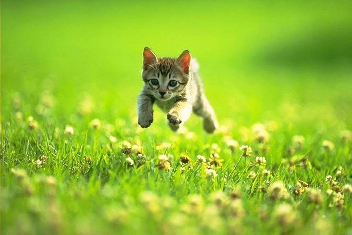 Ford Maverick Song game thread kitten_field_jum