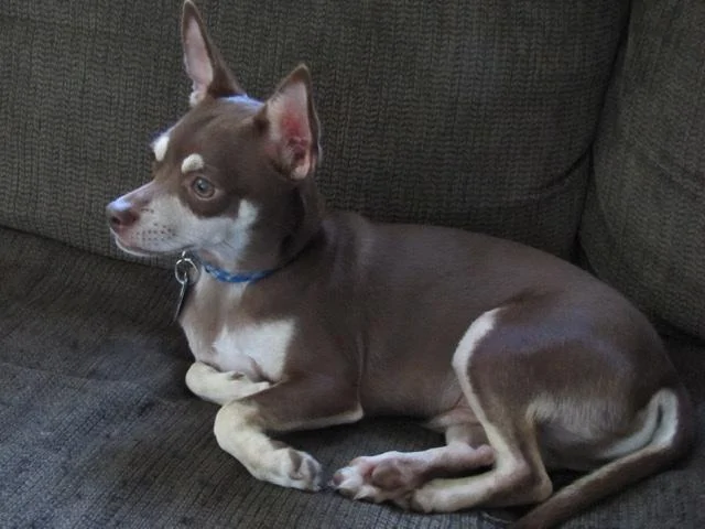 Ford Maverick Pets! 838D52CC-570B-4E4C-87B5-BCF9D486EF20