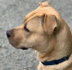 Ford Maverick Pets! CDaw