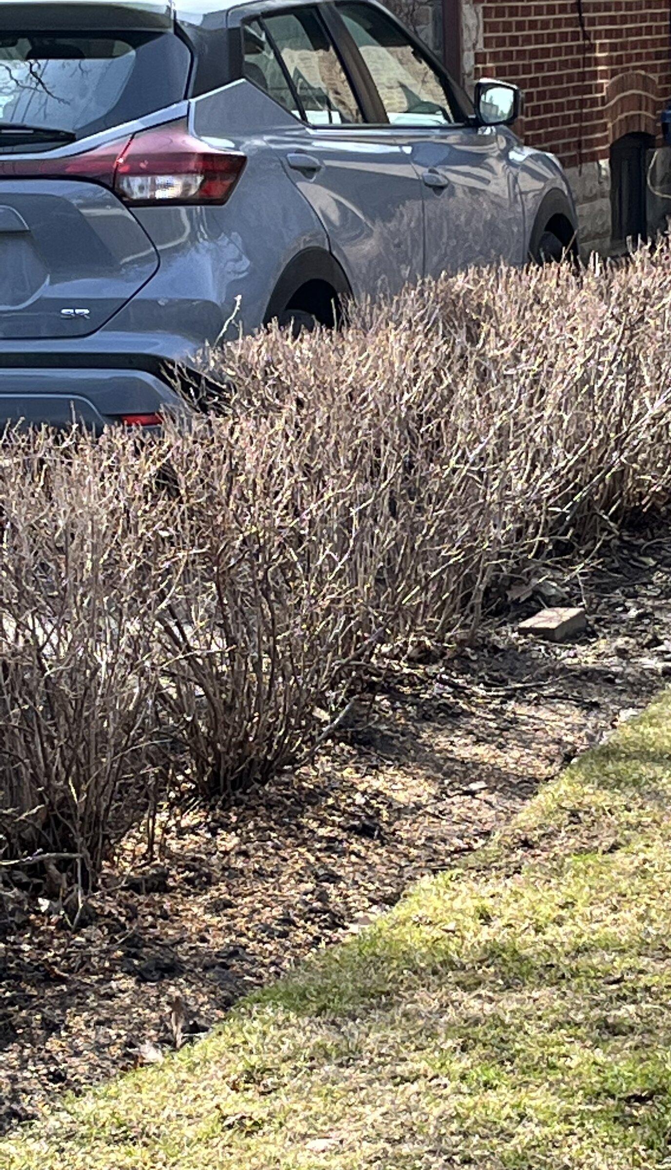Ford Maverick Cactus Grey and Area 51 are Kia and Subaru and Audi Colors 56C0DBD9-466F-40CA-BCE9-A2AF17E3D46C