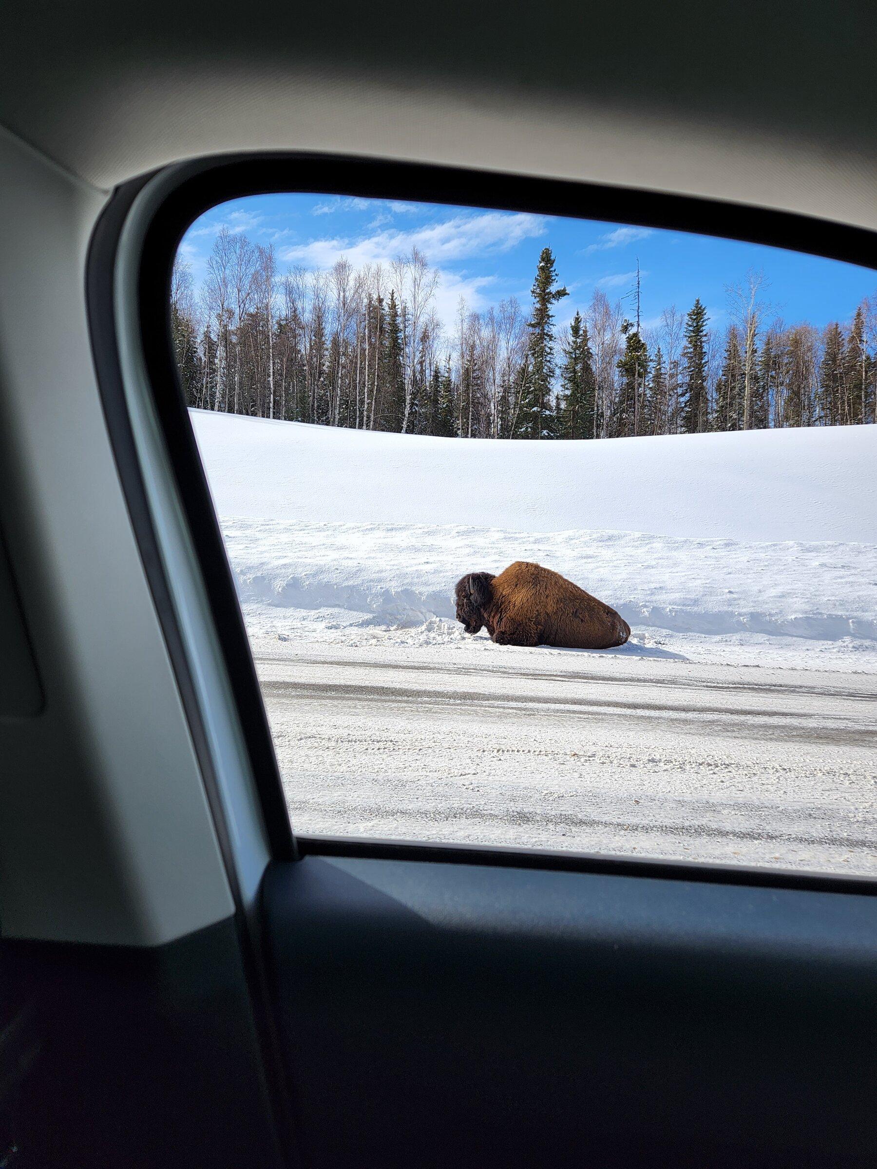 Bison laying by road from inside truck.jpg